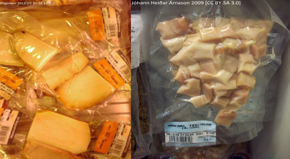 greenland shark image 4