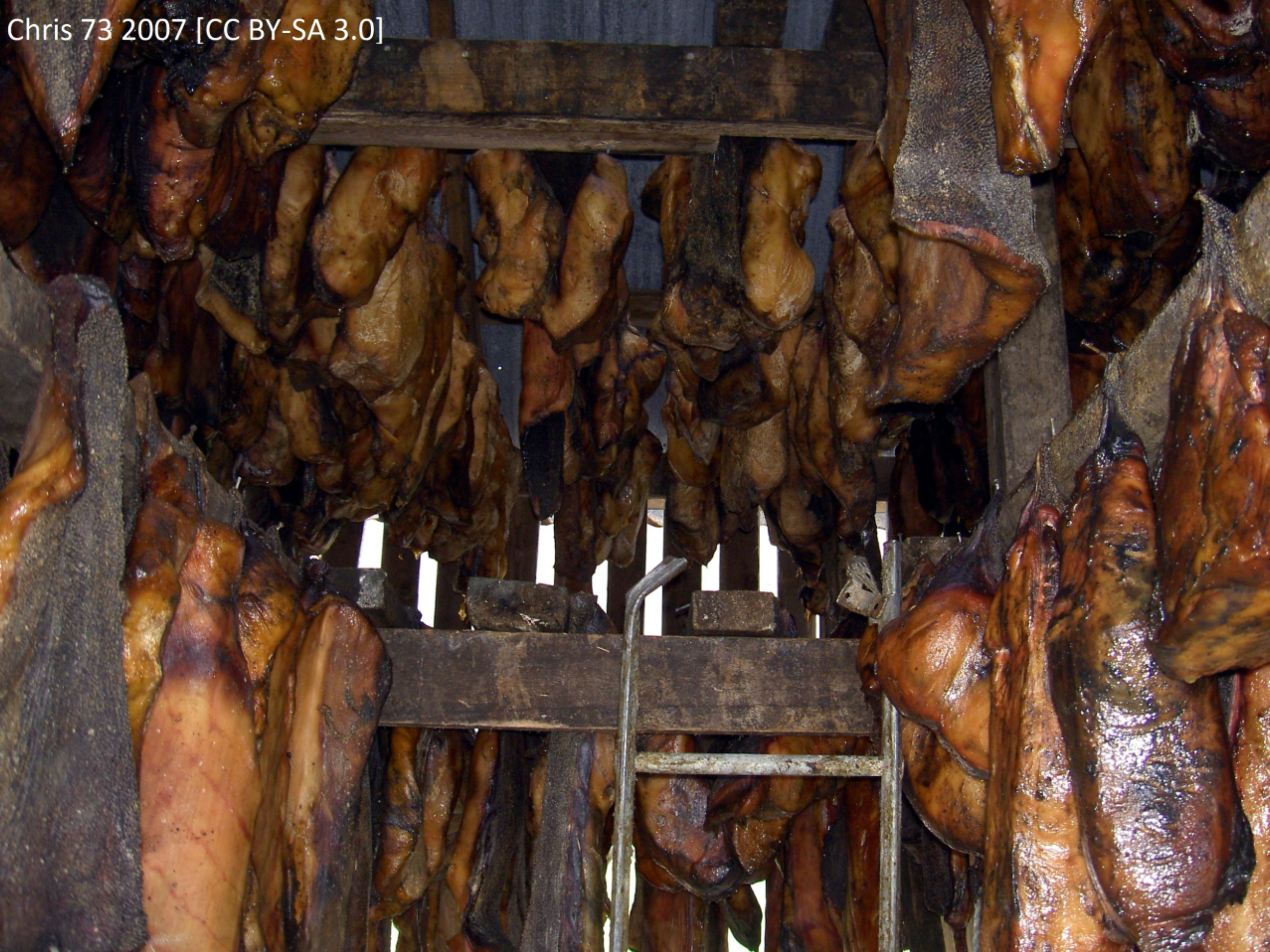 greenland shark image 5