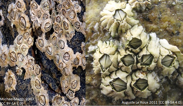 barnacle article image 3