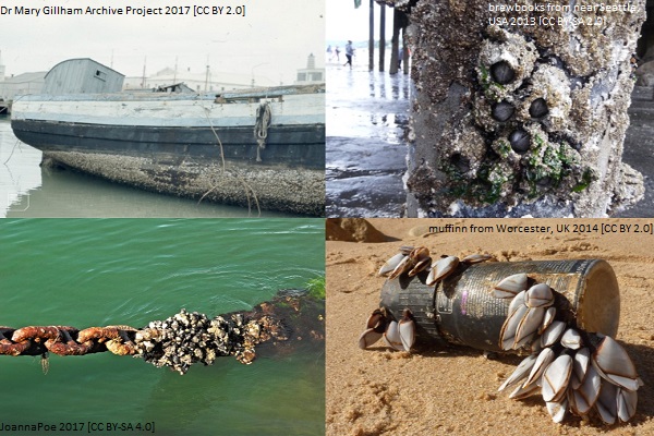 barnacle article image 4