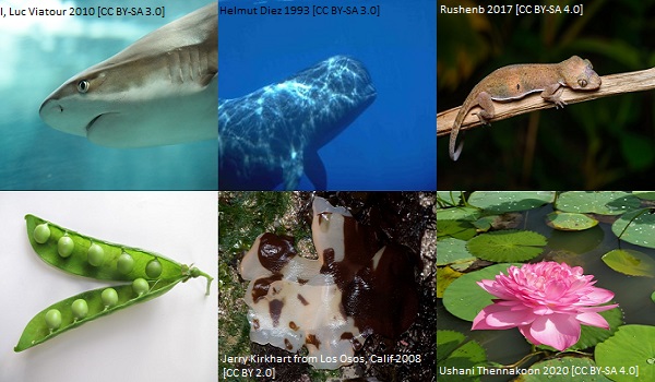 barnacle article image 5