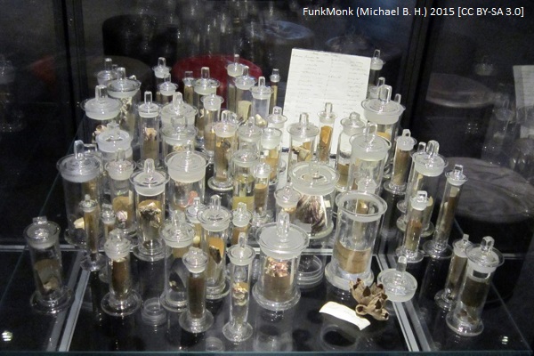 barnacle article image 6